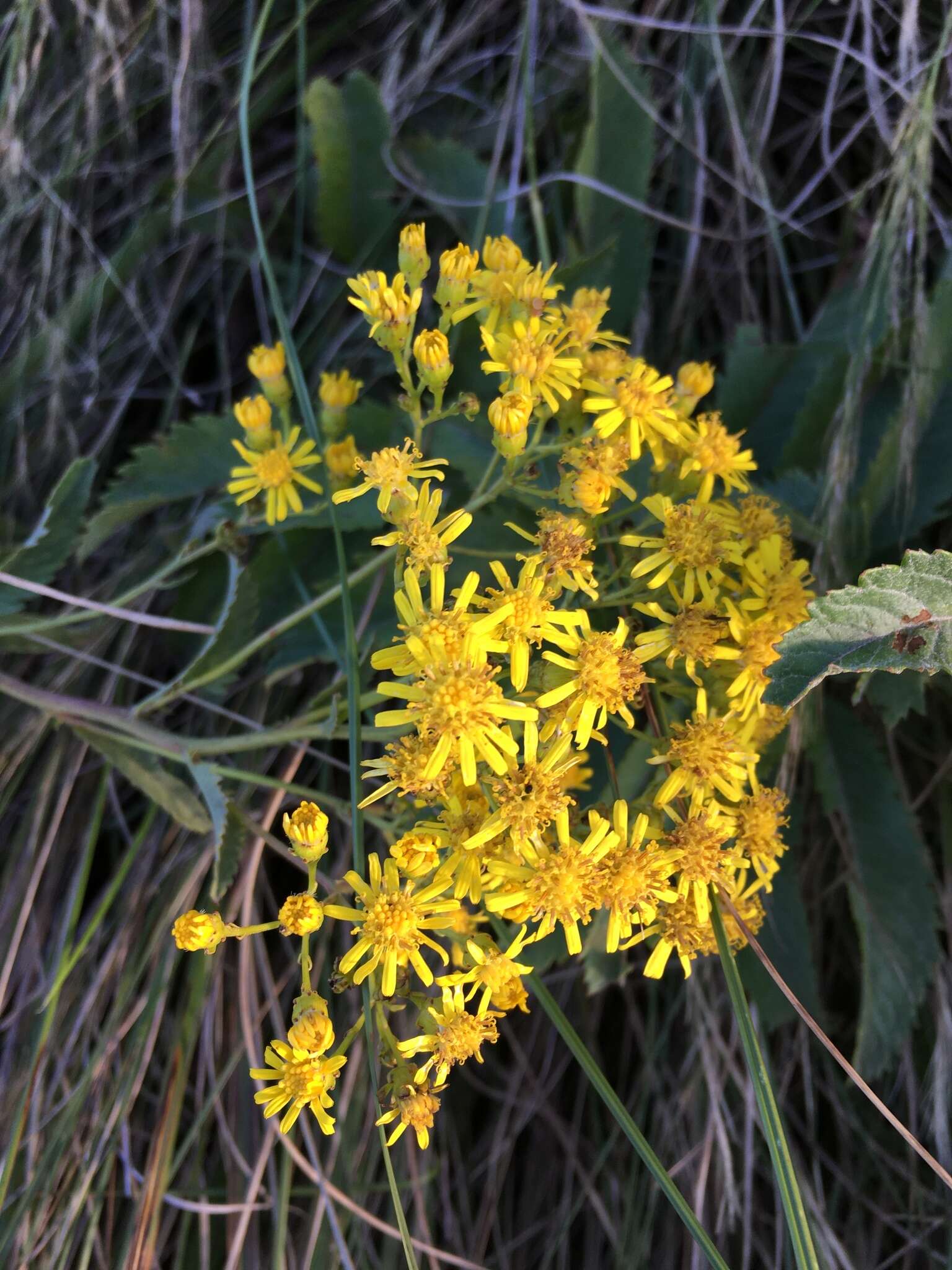 Plancia ëd Senecio serratuloides DC.