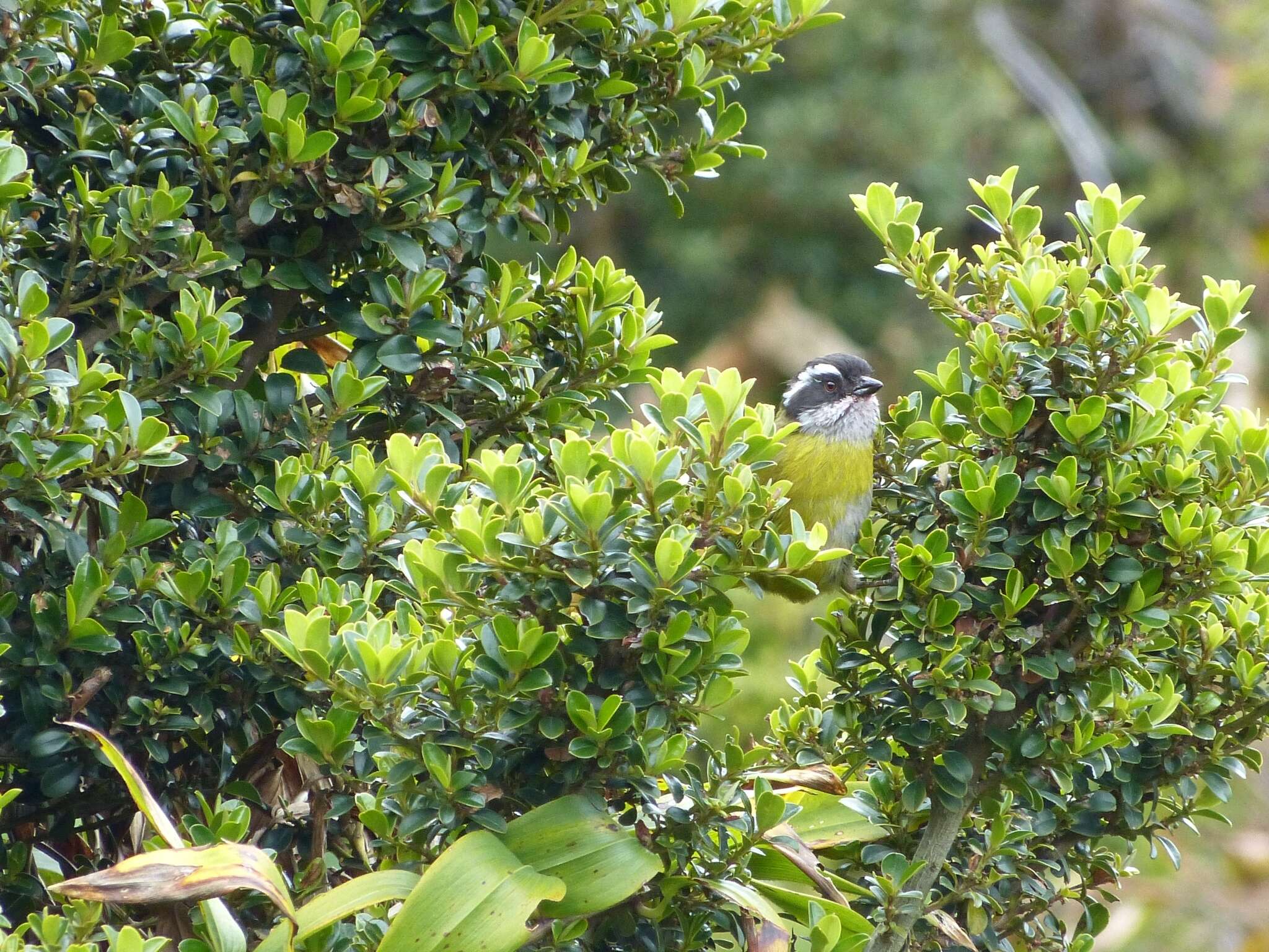 Image of Sooty-capped Bush Tanager