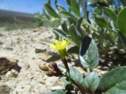 Imagem de Chylismia scapoidea subsp. scapoidea