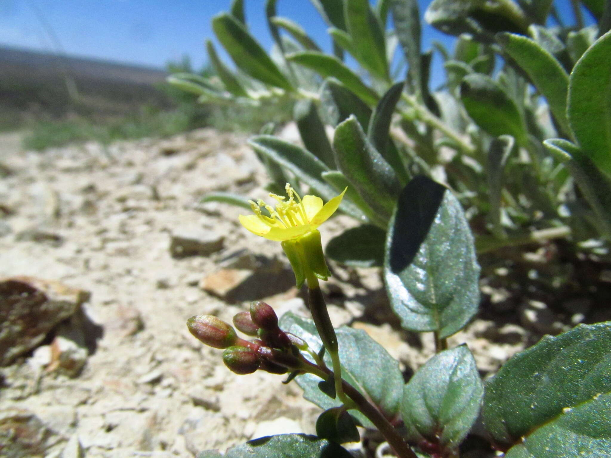 Image of Paiute suncup