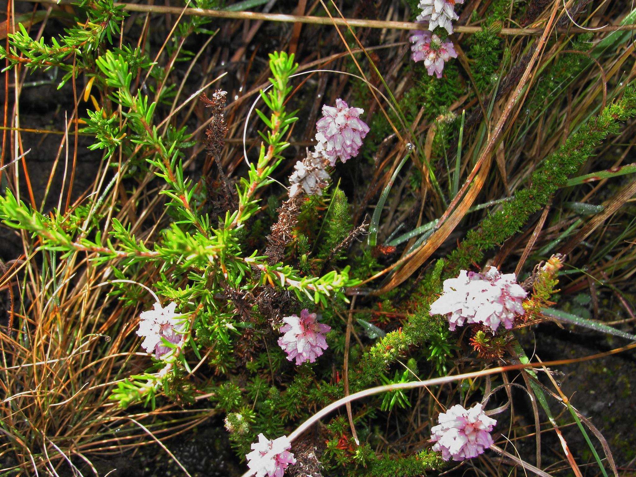 Image of Erica alopecurus var. alopecurus