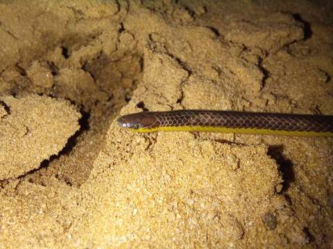 Image of Slender Quill-snouted Snake