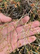 Image of spreading buckwheat