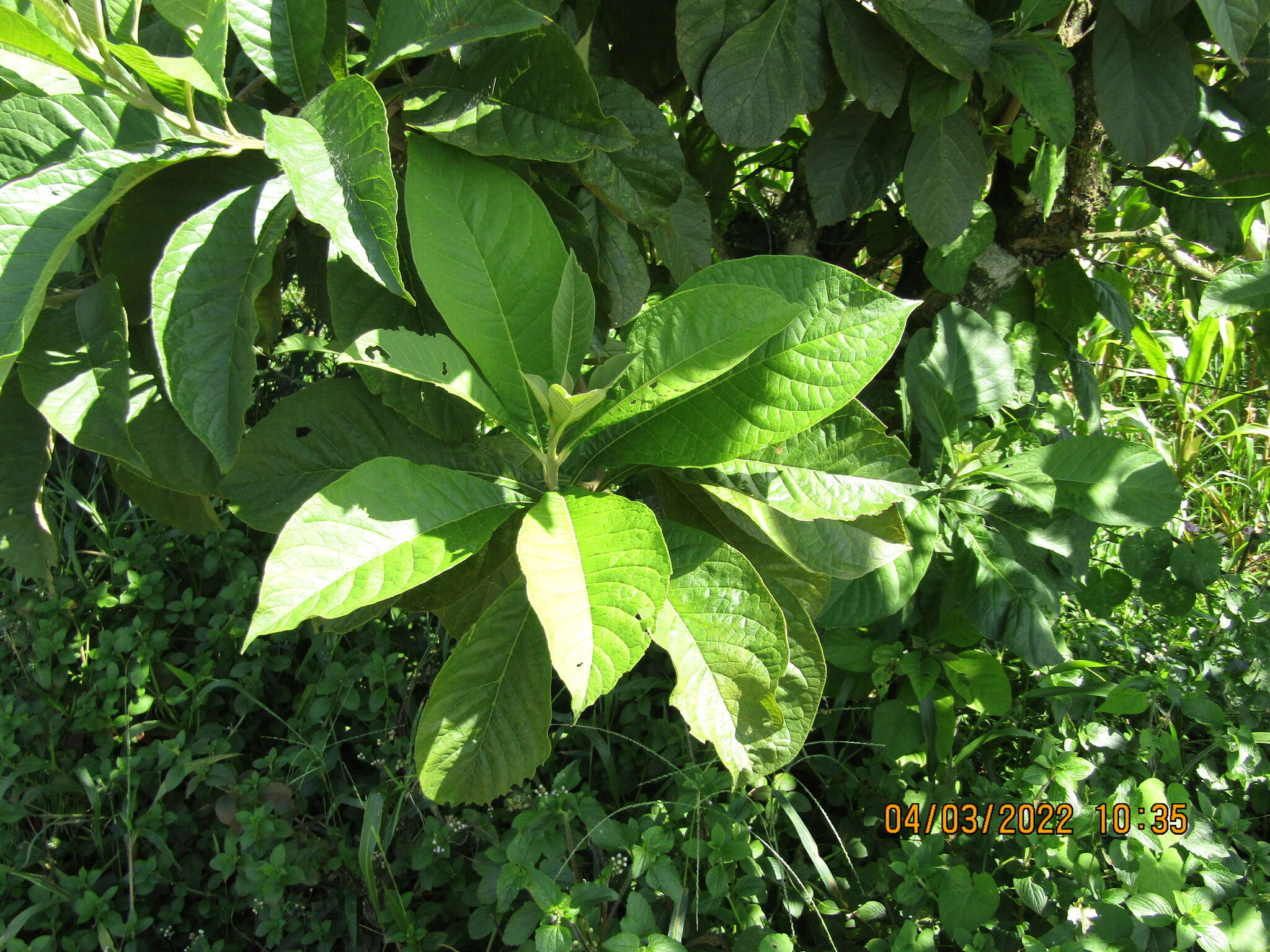 Imagem de Aegiphila integrifolia (Jacq.) B. D. Jacks.