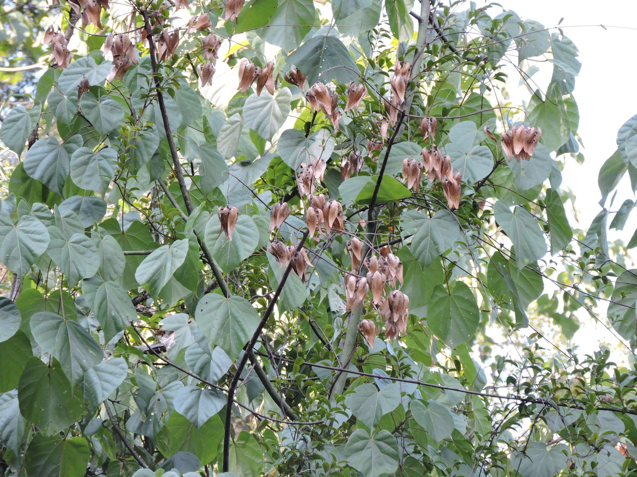 Image of Firmiana danxiaensis Hsue & H. S. Kiu