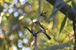 Image of Bamboo Flatbill