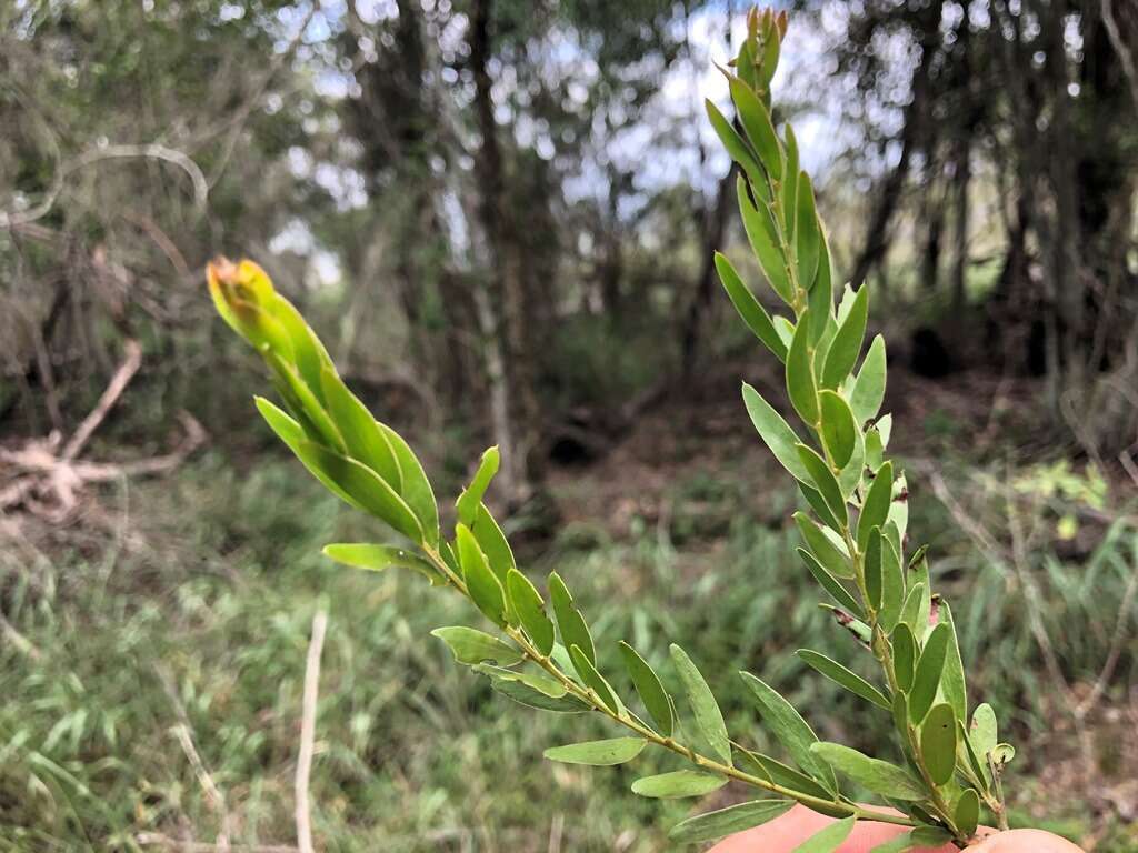 Imagem de Acacia fimbriata A. Cunn. ex G. Don