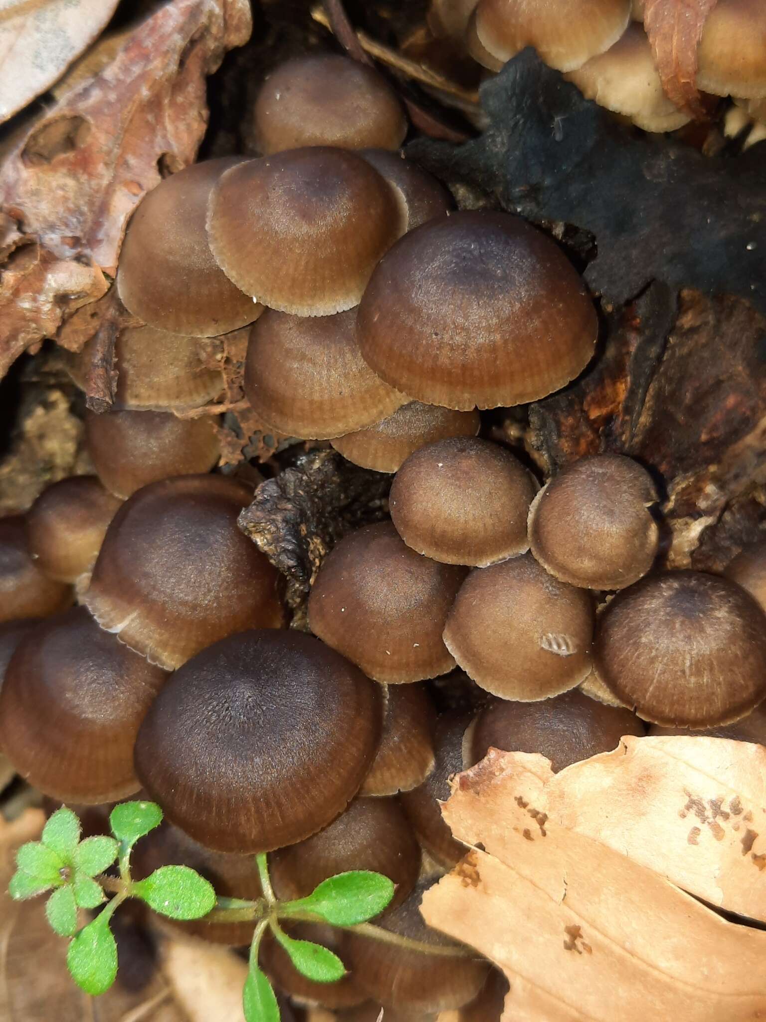 Image of Mycena semivestipes (Peck) A. H. Sm. 1947