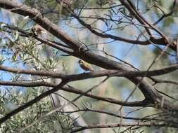 صورة Melithreptus brevirostris pallidiceps Mathews 1912