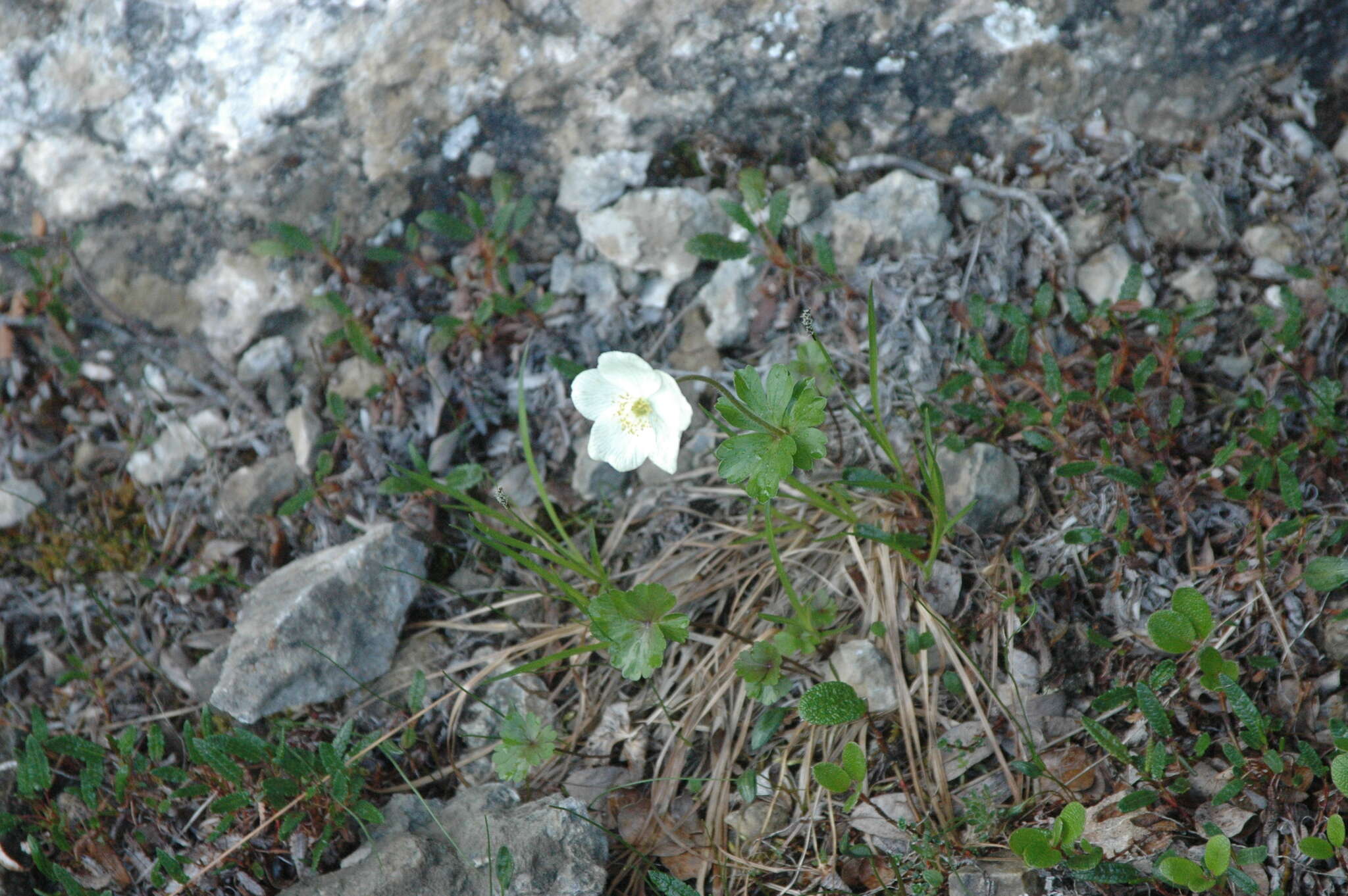 Anemone parviflora Michx. resmi