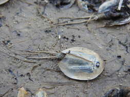 Image of Triops vicentinus Korn, Machado, Cristo & Cancela da Fonseca 2010