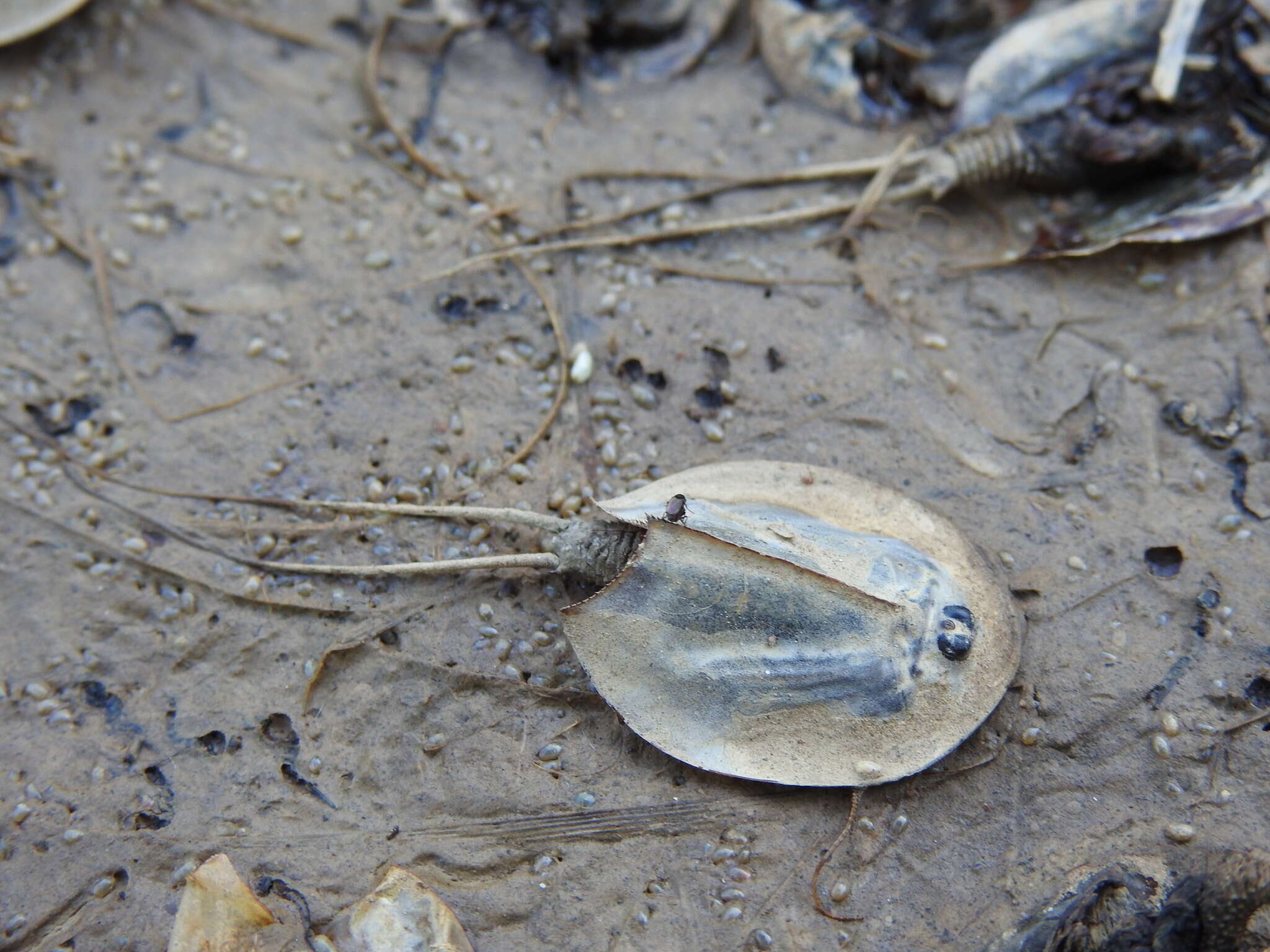 Sivun Triops vicentinus Korn, Machado, Cristo & Cancela da Fonseca 2010 kuva