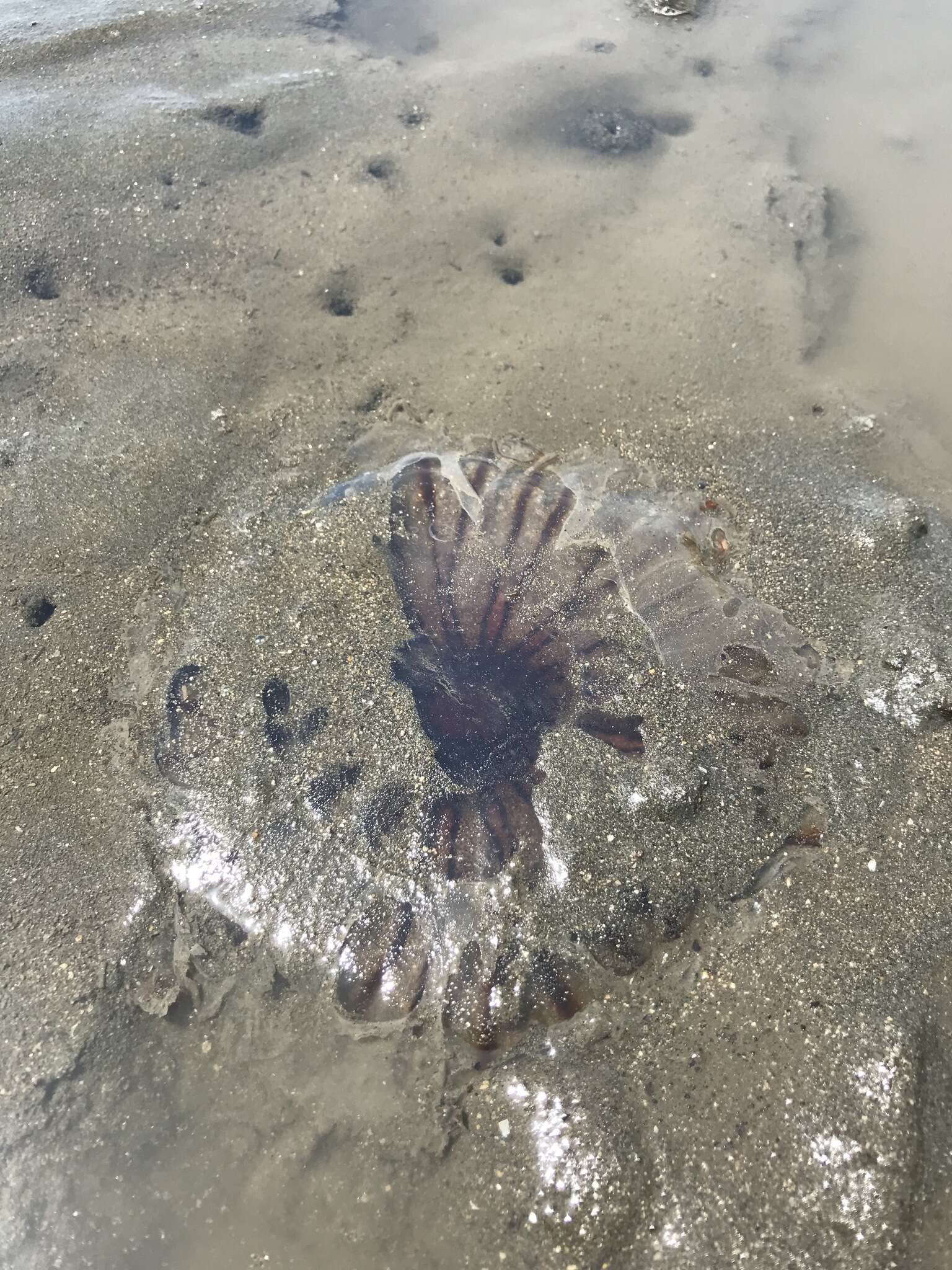 Image of sea nettle