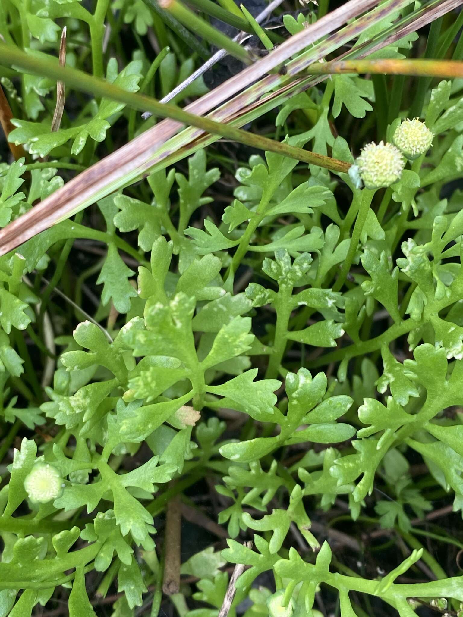 Image of Leptinella longipes Hook. fil.