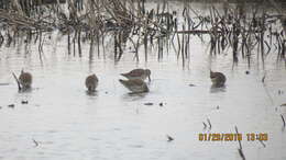 Image of Dowitcher