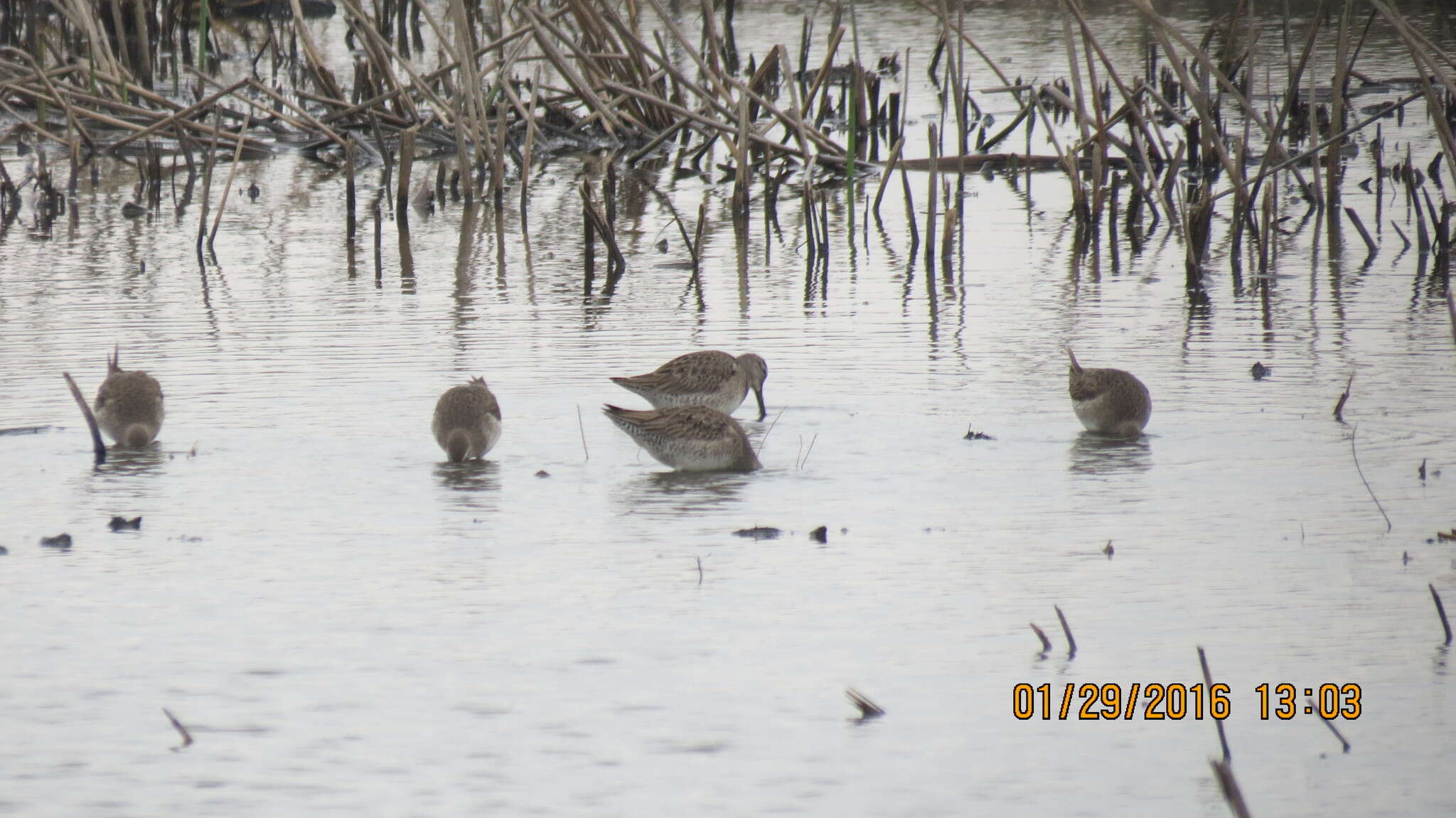 Image of Dowitcher