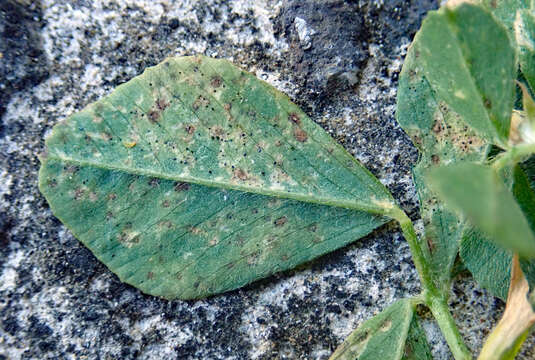 Image of Uromyces striatus J. Schröt. 1870