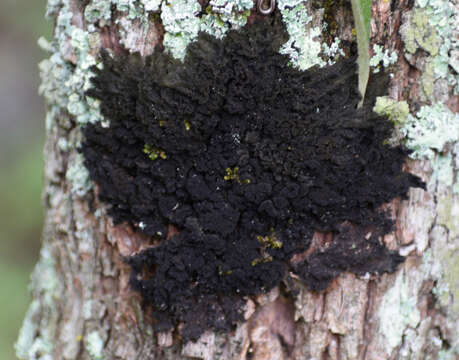 Image of skin lichen