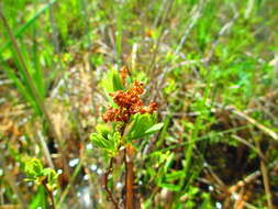 Image of Bog-myrtle