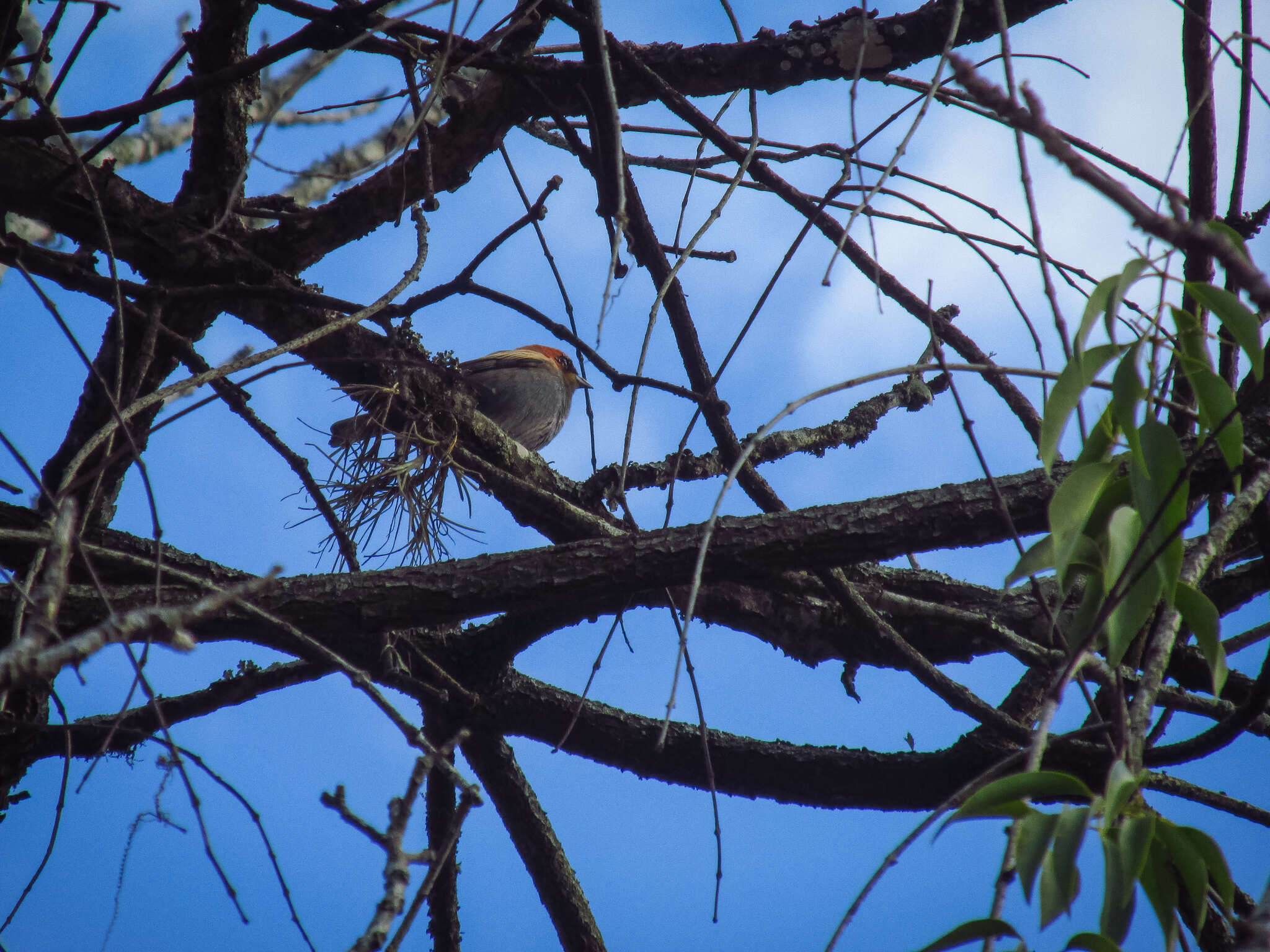 Image of Chestnut-backed Tanager