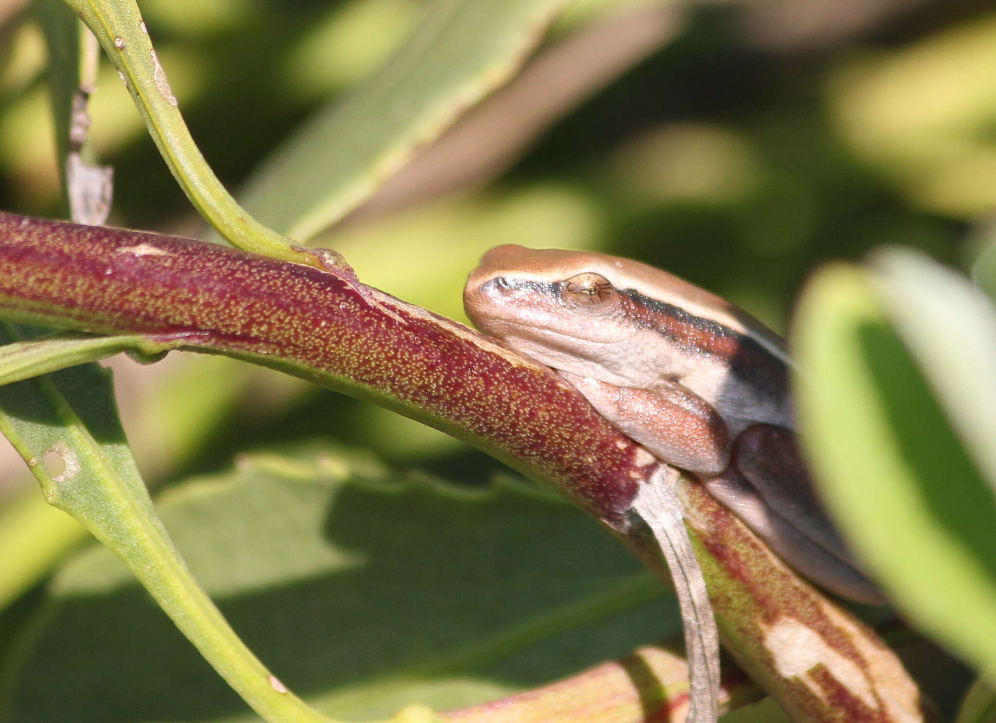 Image of Arum lily frog