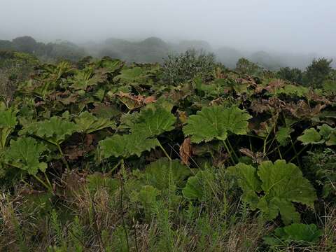 Image of giant rhubarb