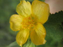 Image of Abutilon bivalve