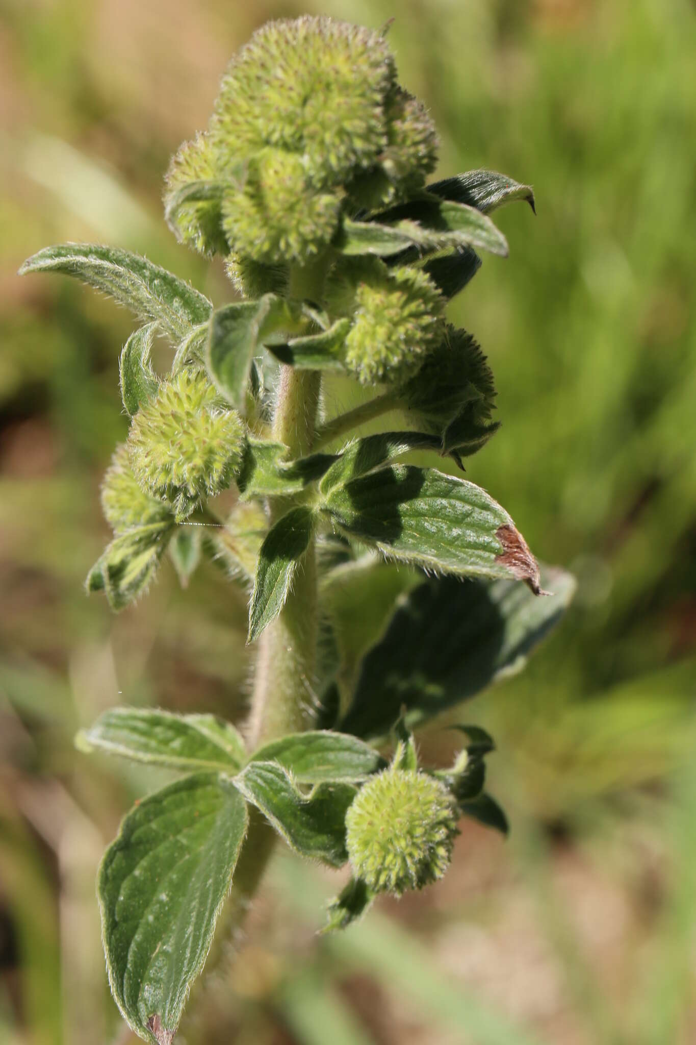 Image of California phacelia