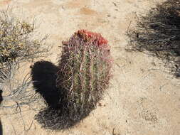 Image of Fire Barrel Cactus