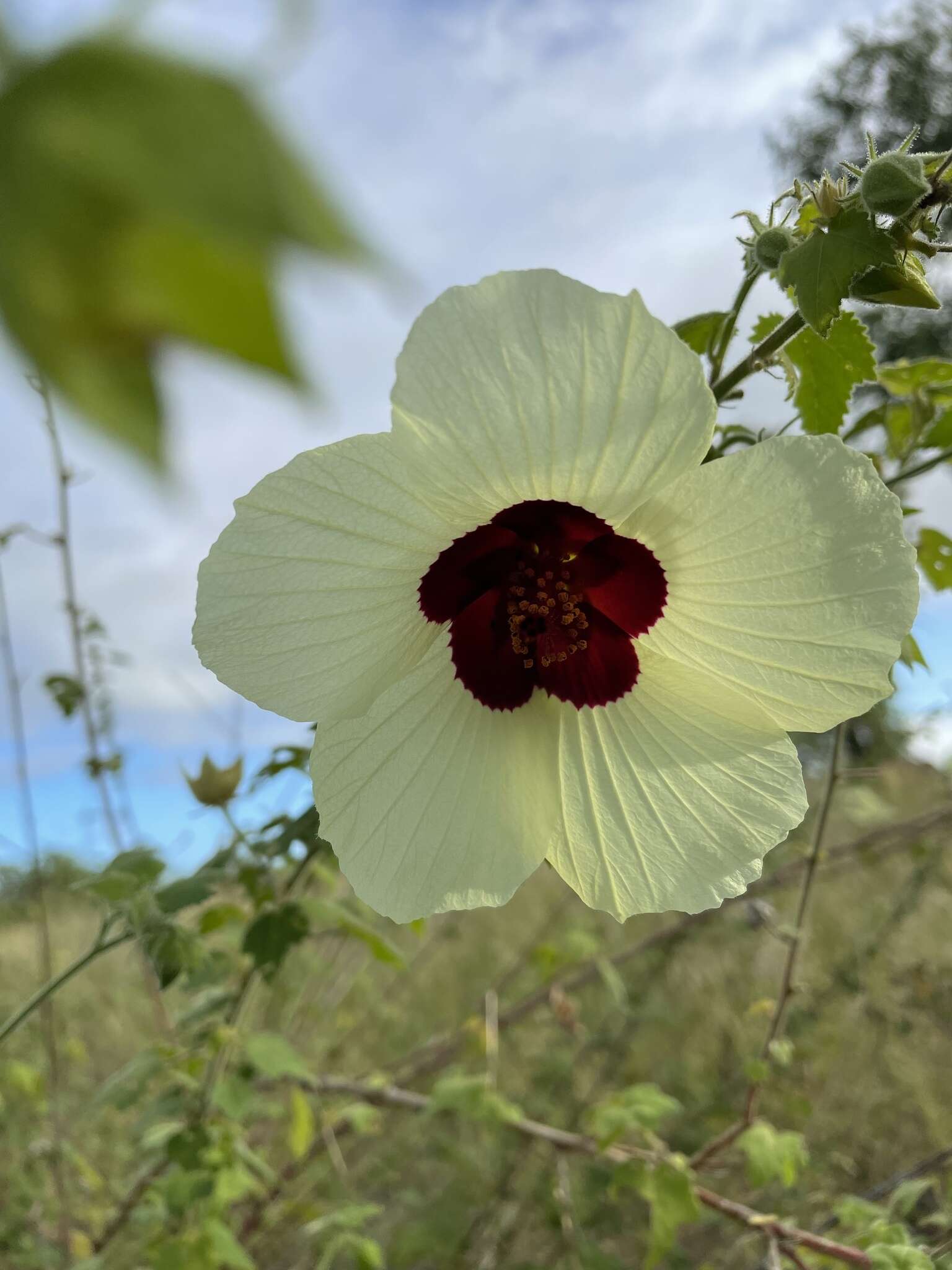 Image of tropical rose mallow