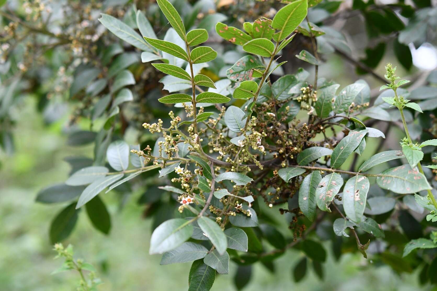 Image of Rhus schiedeana Schltdl.