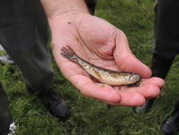 صورة Hoplias argentinensis