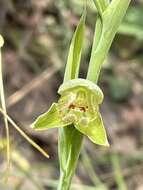 Calochilus robertsonii Benth.的圖片