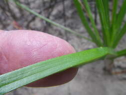 Image of Trachyandra sabulosa (Adamson) Oberm.