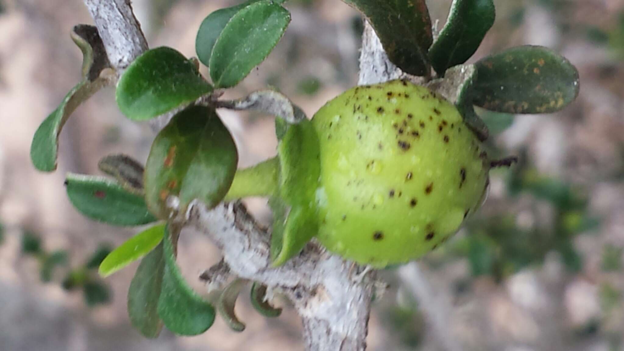 Sivun Diospyros humbertiana H. Perrier kuva