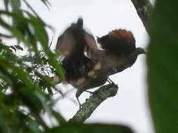 Image of Gray-headed Chachalaca