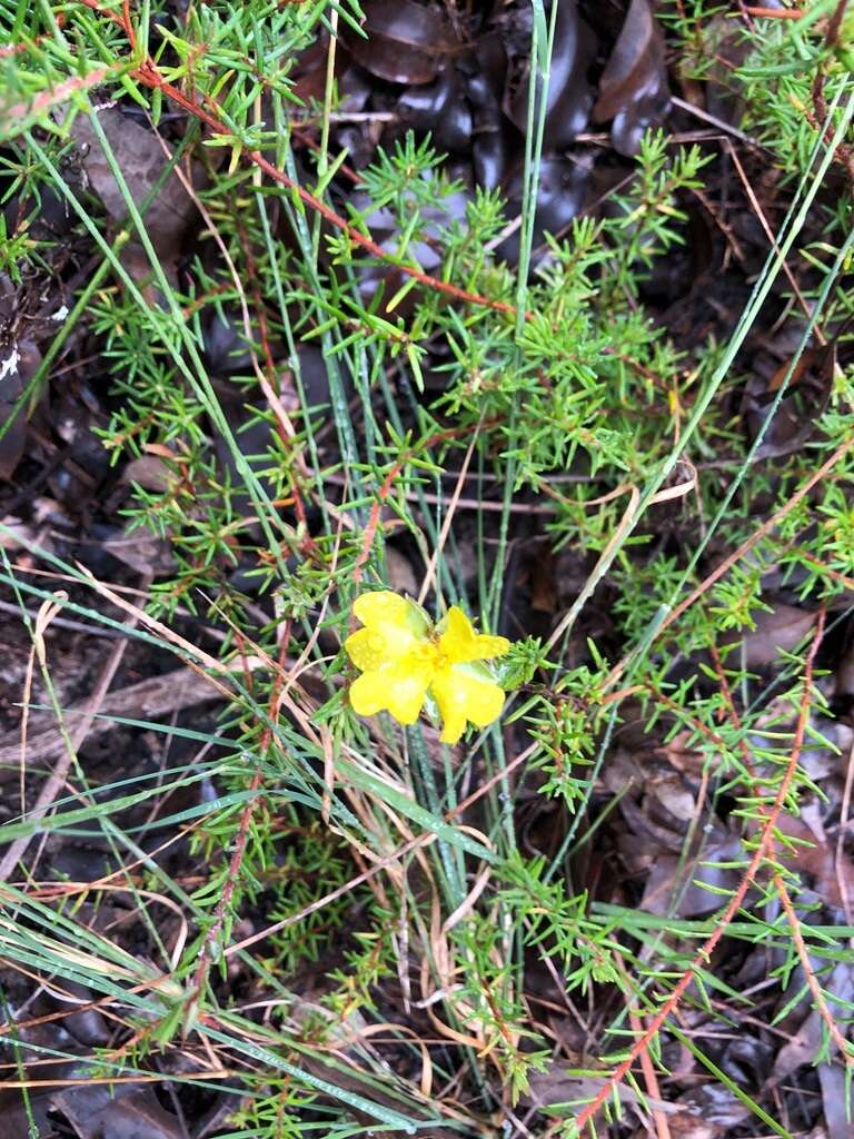 Hibbertia stricta subsp. stricta resmi