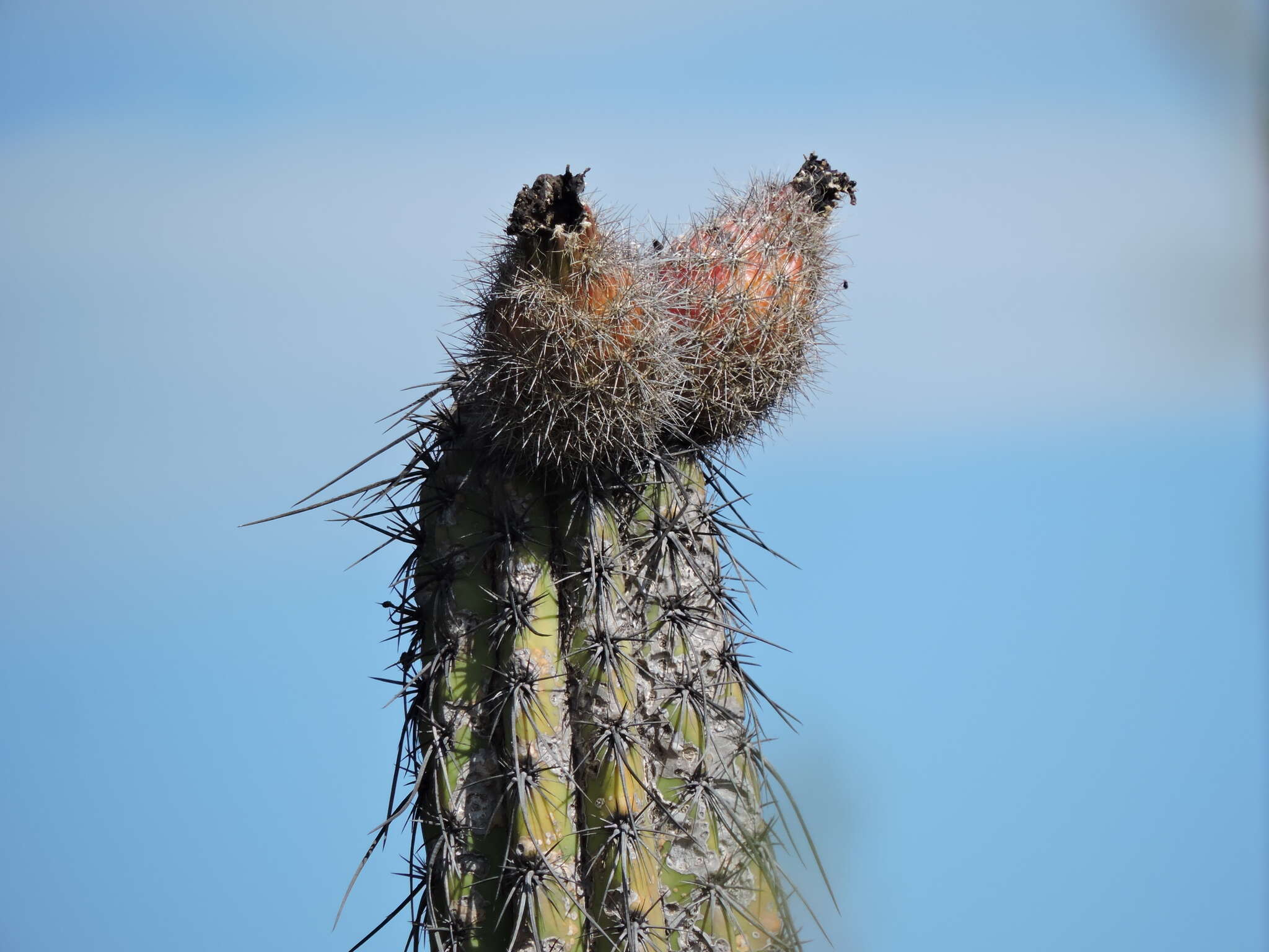 Image of Pachycereus hollianus (F. A. C. Weber) Buxb.