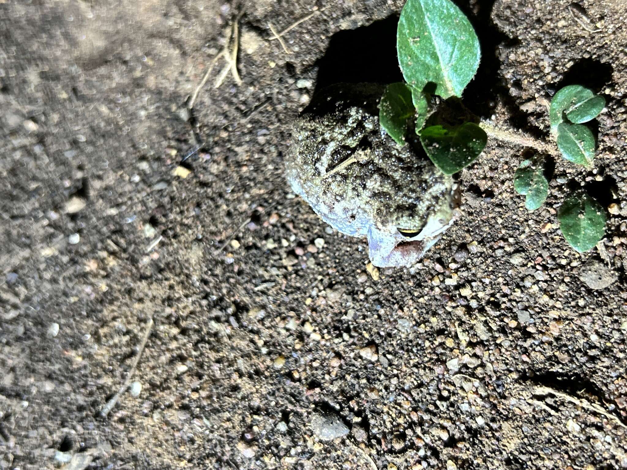 Image of Common Rain Frog