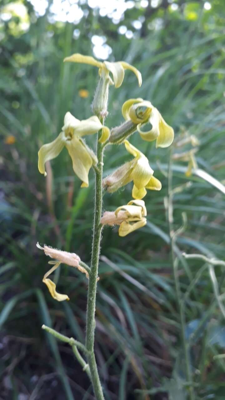 Слика од Hesperis laciniata All.