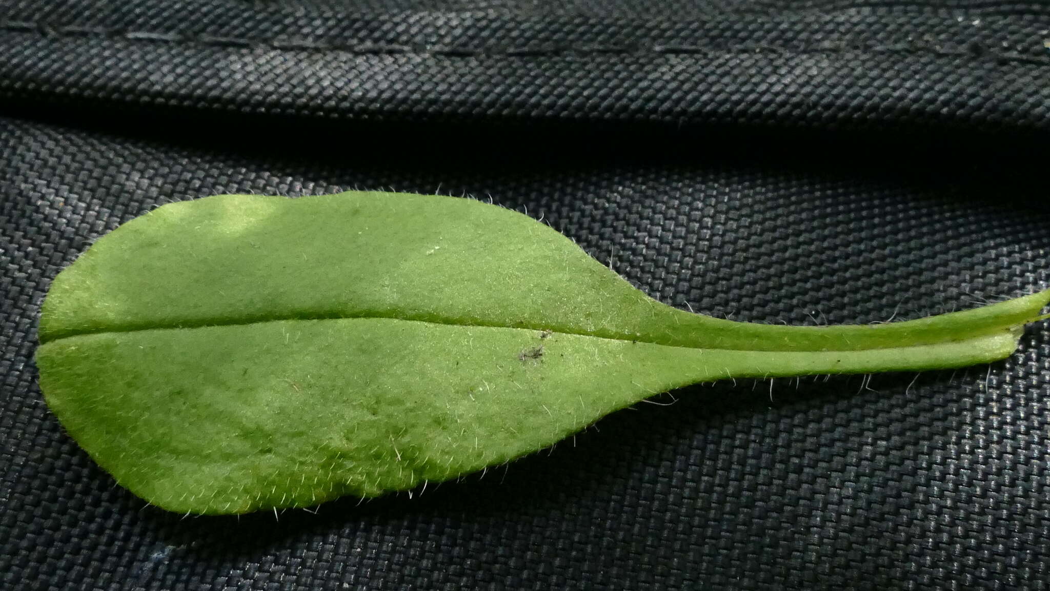 Image of Myosotis australis R. Br.