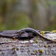 Image of Dunn's Salamander