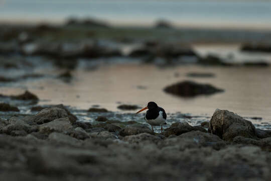 Image of Haematopus ostralegus longipes Buturlin 1910