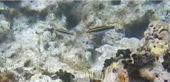 Image of Bluehead Wrasse