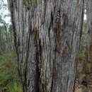 Слика од Eucalyptus obliqua L'Hér.