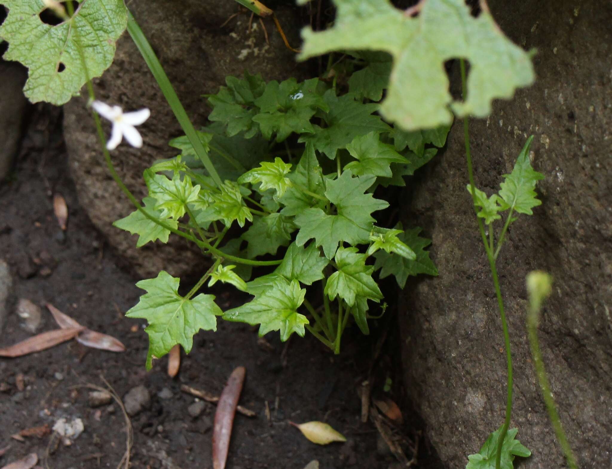 Plancia ëd Lobelia vanreenensis (Kuntze) K. Schum.