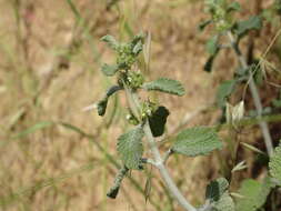 Image of horehound