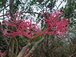 Image of Vasconcellea parviflora A. DC.