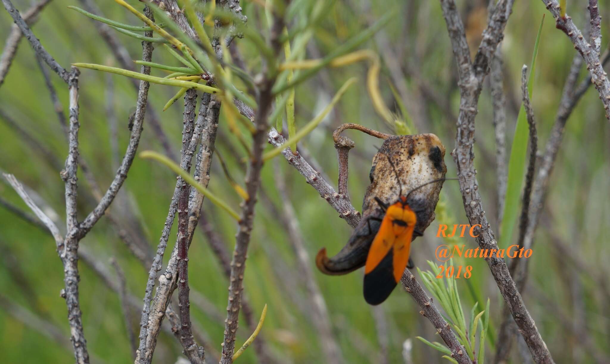 Image of Oncopeltus (Oncopeltus) varicolor stalii Distant & W. L. 1882