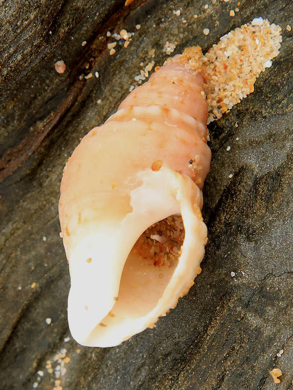 Image of annulated plough shell